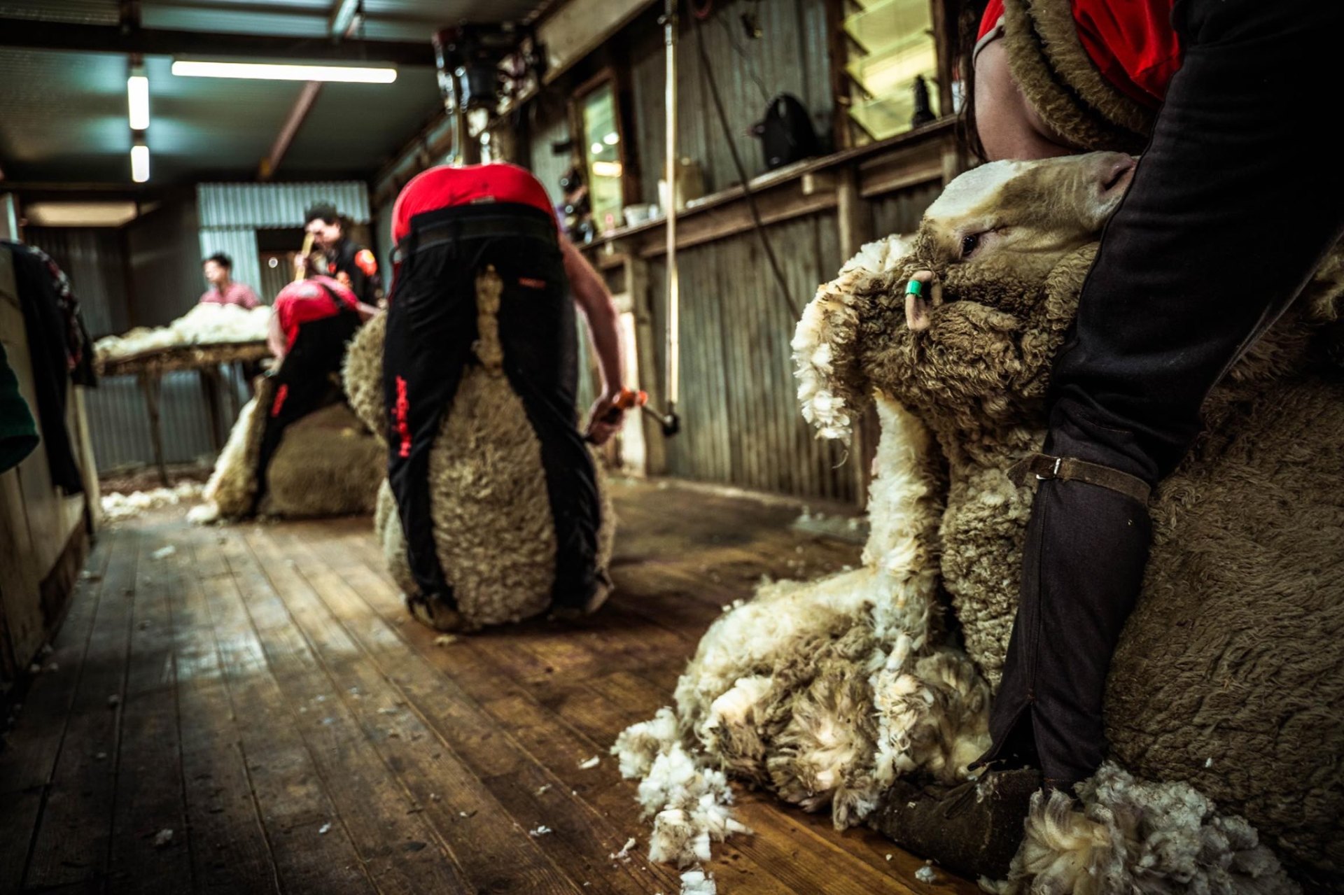 Marwood Shearing